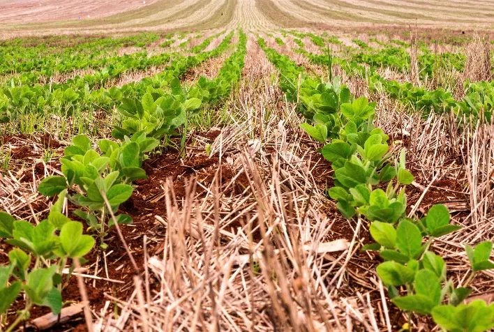 Plantio de soja atinge 98,2% da área prevista no Brasil