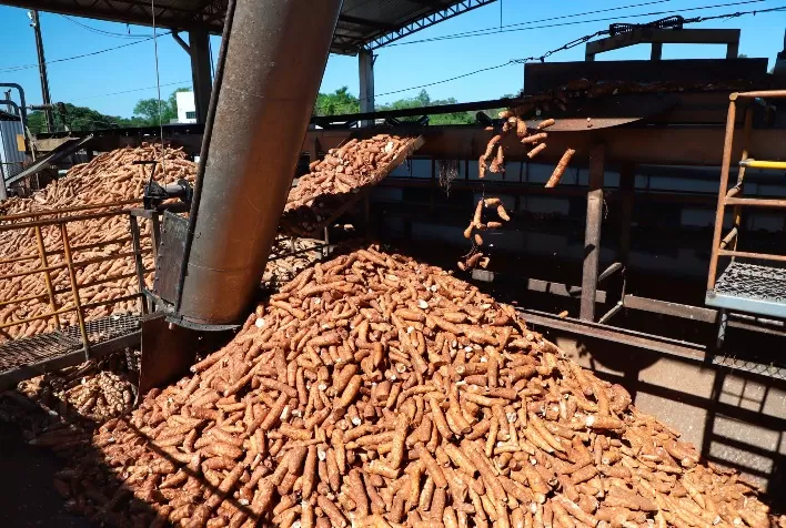 Produção de Mandioca Deve Crescer em 2025, Mas Esmagamento Ainda é Incerto