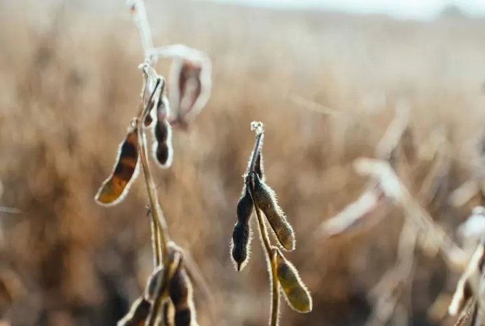 Cientistas Brasileiros Desenvolvem Solução Ecológica Inovadora para Controle de Pragas e Segurança Alimentar Global