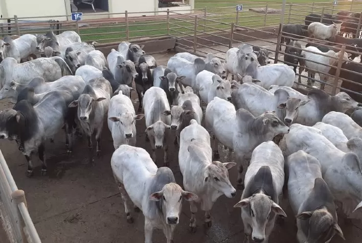 Frigoríficos Reforçam Postura Compradora e Ajustam Preços da Arroba do Boi