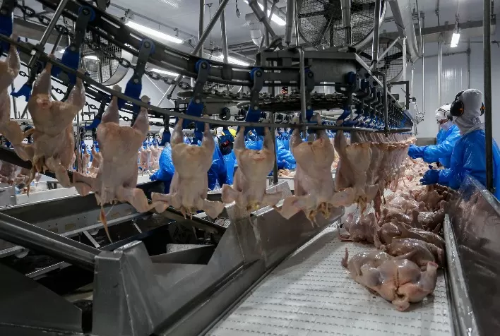 Avicultura Gaúcha Enfrenta Impactos nas Exportações em 2025