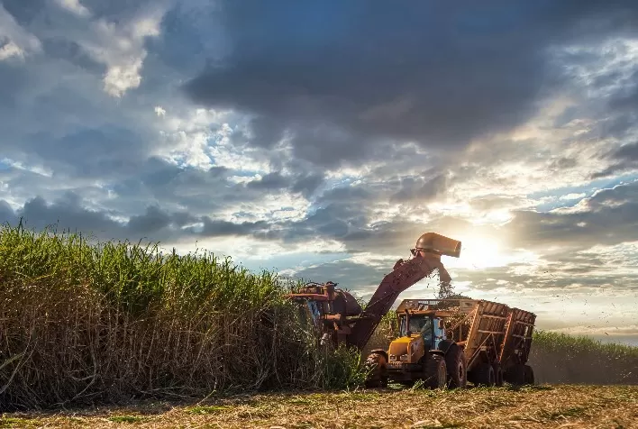 Crescimento de 2,4% na Safra Canavieira do Norte e Nordeste