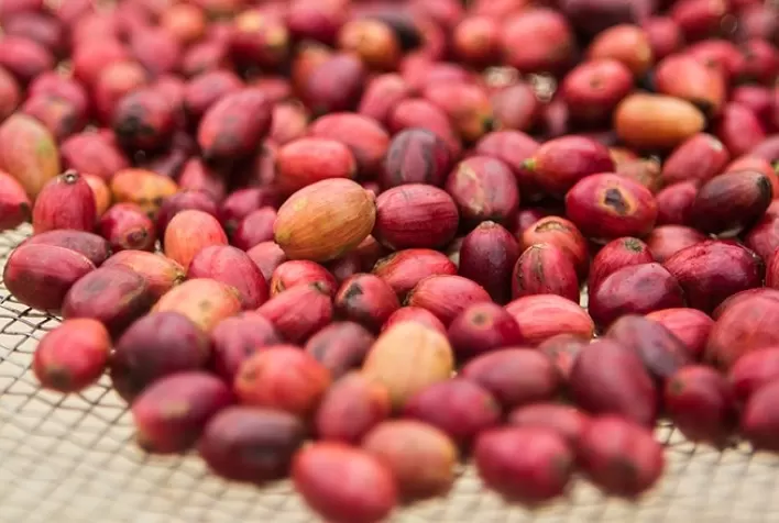 Minas Gerais Impulsiona a Produção de Café Conilon com Novo Lote de Mudas