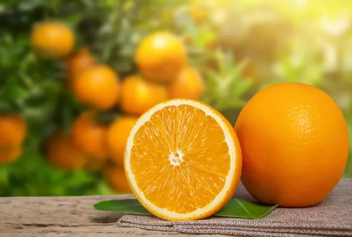 Produção de Laranja na Flórida Deve Alcançar Menor Nível em Quase 100 Anos