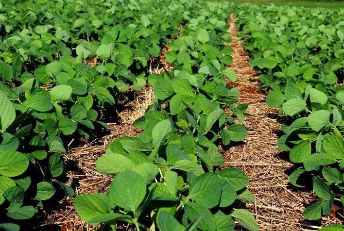 Defensivos Biológicos: Sustentabilidade e Produtividade da Soja Mesmo em Tempos de Desafios Climáticos