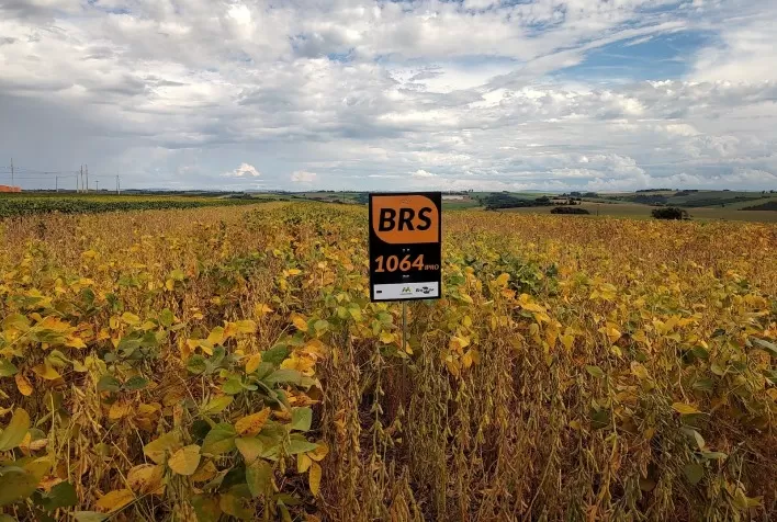 Embrapa Apresenta Cultivares de Soja com Alta Produtividade na Safratec