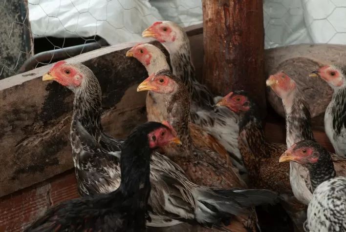 População de Goiás Deve Redobrar Atenção aos Sinais de Gripe Aviária em Aves