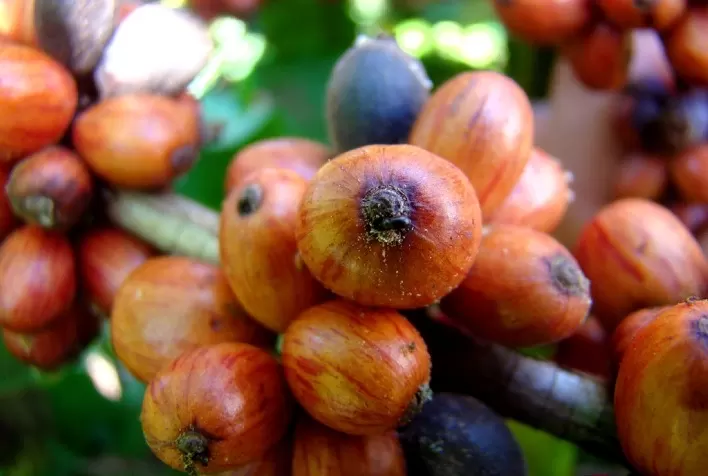 A Broca-do-Café: Um Desafio Crescente para a Cafeicultura