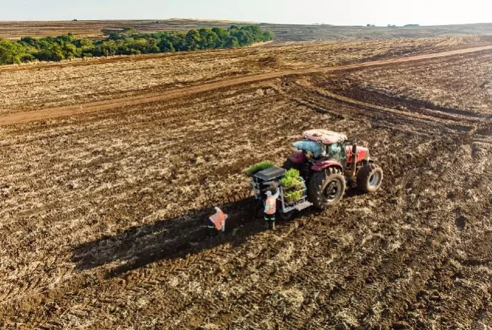 Método MEIOSI Revoluciona o Plantio de Cana-de-Açúcar no Brasil