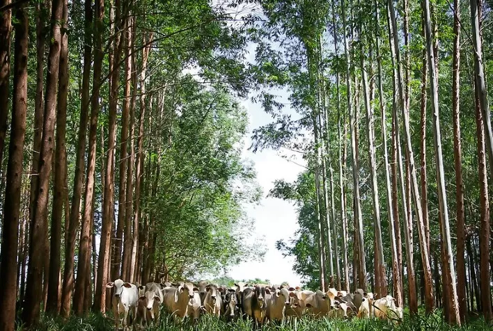 Mato Grosso planeja ampliar áreas integradas de lavoura-pecuária-floresta para reduzir emissões de carbono