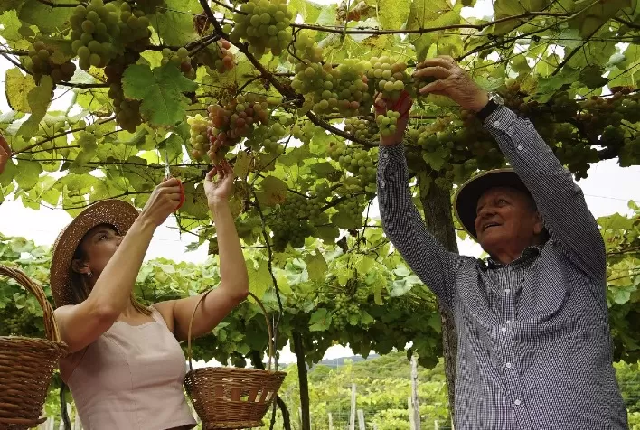 Colheita Simbólica Enaltece o Potencial da Produção da Uva Goethe em Santa Catarina