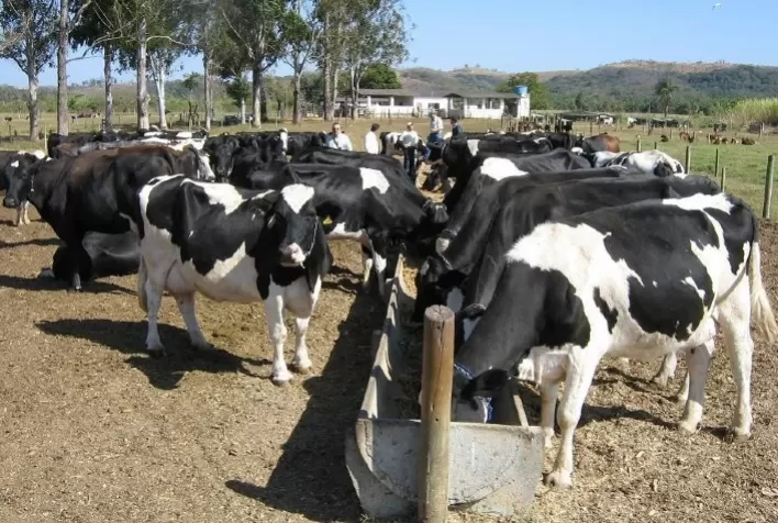 Programa Mais Genética Impulsiona a Bovinocultura Leiteira na Zona da Mata