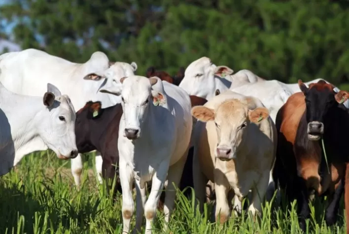 Preços da carne bovina se mantêm firmes no início de 2025, impulsionados pela alta demanda