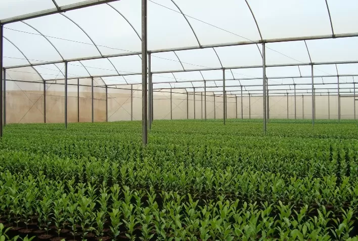 Agrodefesa Orienta Aquisição de Mudas de Citros Apenas em Viveiros Cadastrados