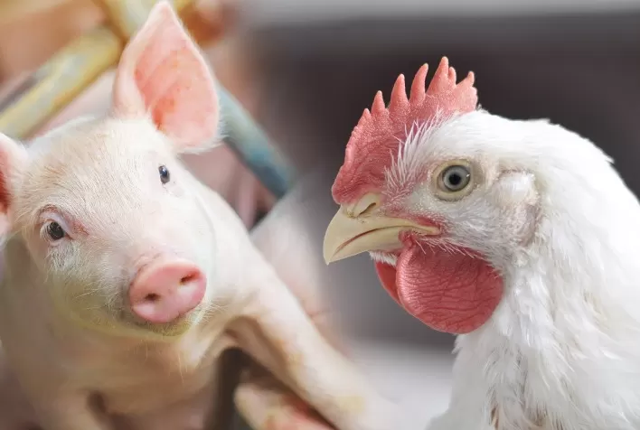Evonik Projeta Cenário Promissor para Avicultura e Suinocultura em 2025