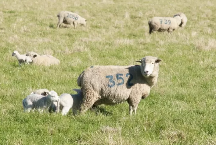 Embrapa Pecuária Sul Apresenta Pesquisas Inovadoras na 17ª Agrovino