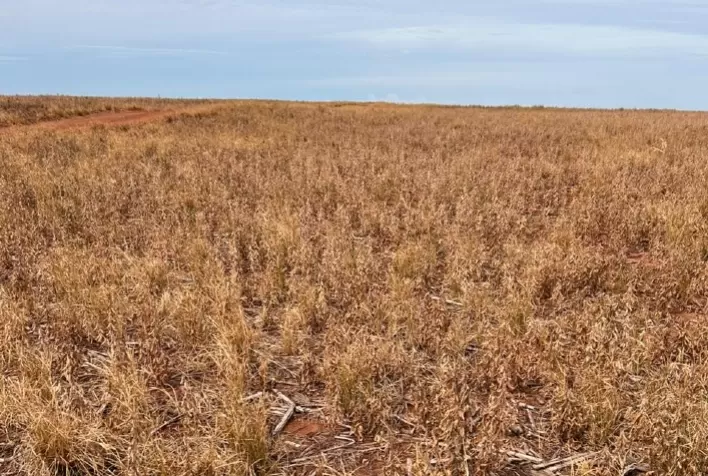 A Importância da Dessecação Pré-Plantio do Milho no Controle de Plantas Daninhas