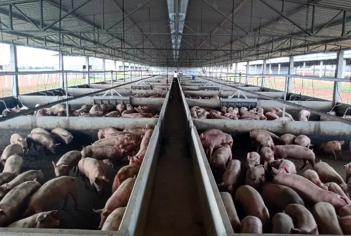 Mercado de Carne Suína Registra Preços Firmes e Crescimento nas Exportações