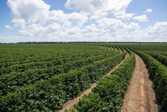 Safra de Café no Brasil em 2025: Produção Abaixo da Média pelo Quinto Ano Consecutivo, Indica Relatório do Itaú BBA