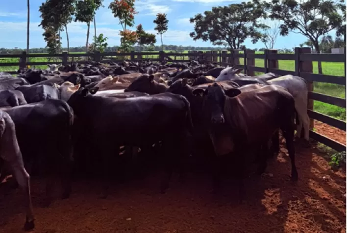 Trans Ova Registra Taxa de Prenhez de 75% com Embriões Congelados na Fazenda Nelore Beabisa