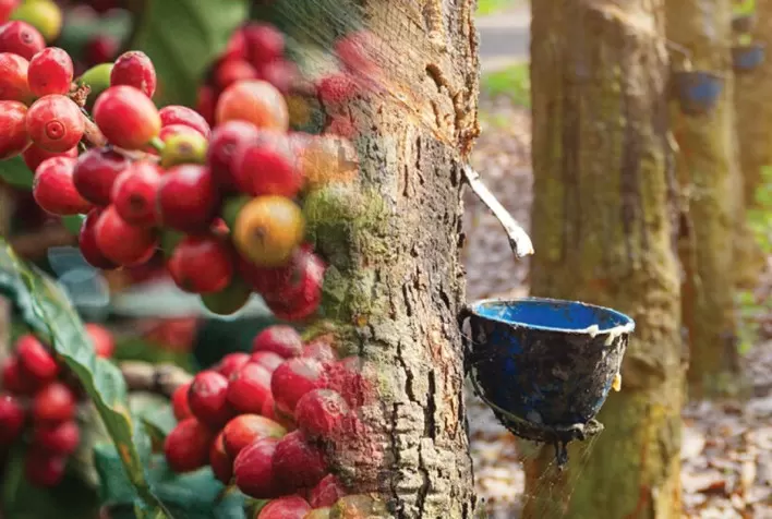 Preços ao Produtor Paulista: Café Arábica e Borracha Apresentam Alta, Enquanto Limão, Tomate e Feijão Registram Quedas