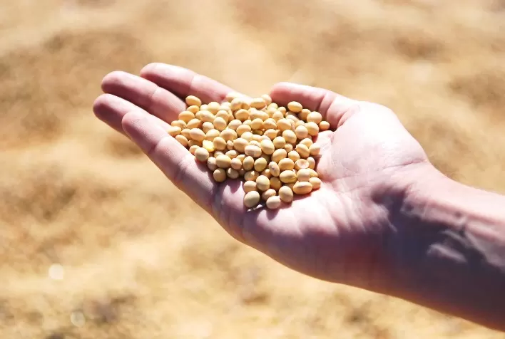 Fase de enchimento de grãos da soja exige cuidados para garantir produtividade máxima