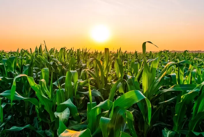 Custo de Produção do Milho em Mato Grosso Aumenta Quase 4% na Safra 2024/25
