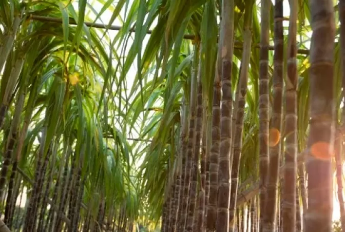 Novas Variedades de Cana-de-Açúcar Elevam Produtividade em Até 20%, Aponta CTC