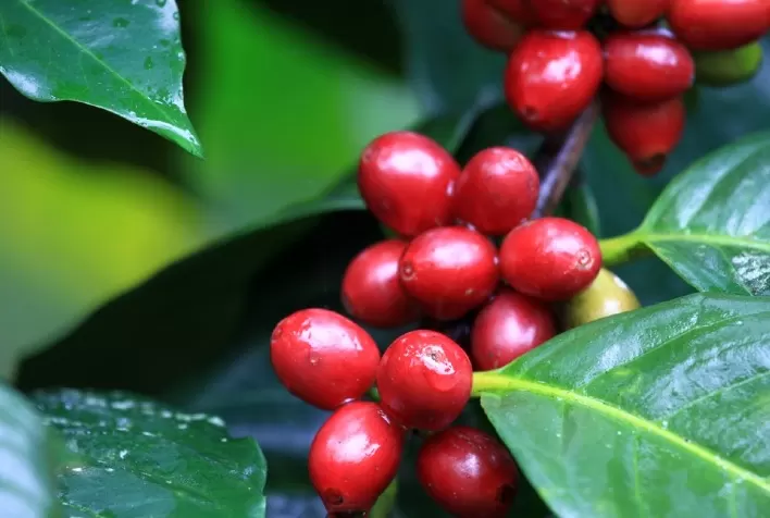Mercado do Café Apresenta Divergências nas Bolsas Internacionais nesta Sexta-feira (24)