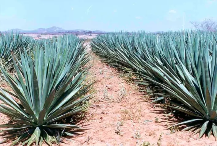 Projeto Inovador Promove Indústrias de Sisal para Produção de Biocombustível na Bahia