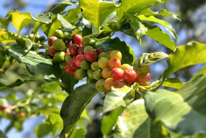 Impacto do Verão no Sudeste Pode Afetar Produção de Café e Pressionar Preços