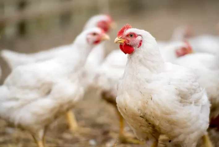Uso de Multiprotease na Dieta Animal: Aumento da Eficiência Produtiva e Sustentabilidade