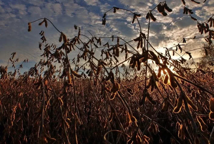 Projeção da Safra de Soja 2025: Brasil Lidera Produção, mas Desafios Climáticos Persiste