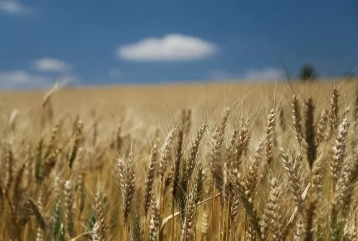 Mercado de trigo sinaliza reversão de tendência: confira as perspectivas