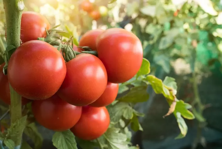 Aumento nos Preços do Tomate em Função das Chuvas no Interior de São Paulo