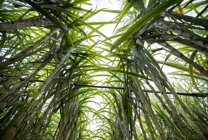 Aumento da Demanda por Etanol Impulsiona Produção de Cana-de-Açúcar no Brasil