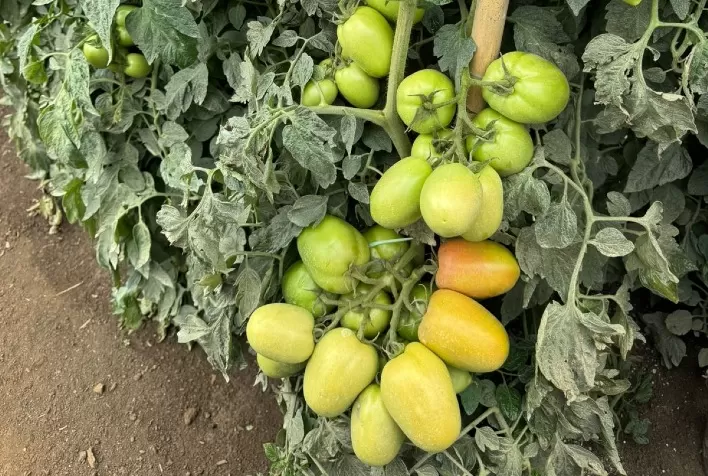 Fertilizante Mineral com Sulfato de Cálcio e Boro Impulsiona Produção de Tomate em Santa Catarina