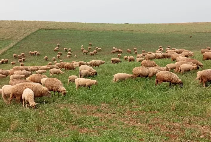 Sebrae/SC Fomenta a Ovinocaprinocultura no Oeste e Extremo Oeste Catarinense