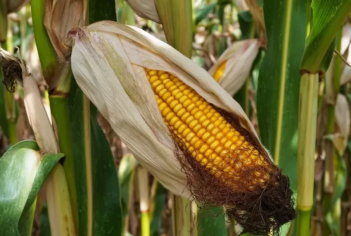 Goiás se consolida como líder nacional no cultivo de grãos