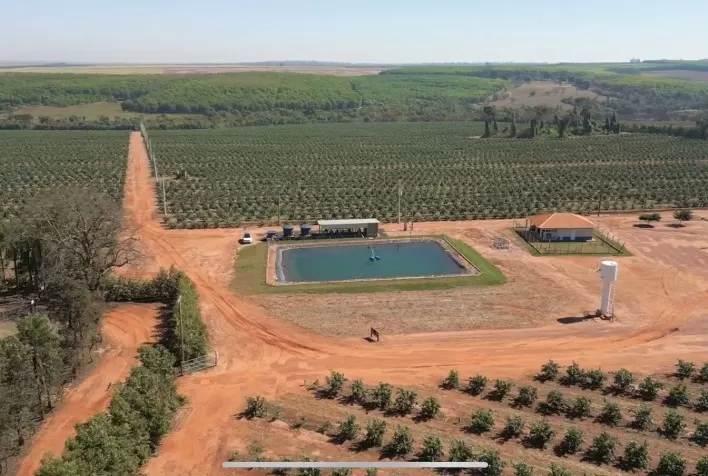 Inovação na citricultura: Fazenda São Domingos revoluciona a produção de laranja com irrigação por gotejamento