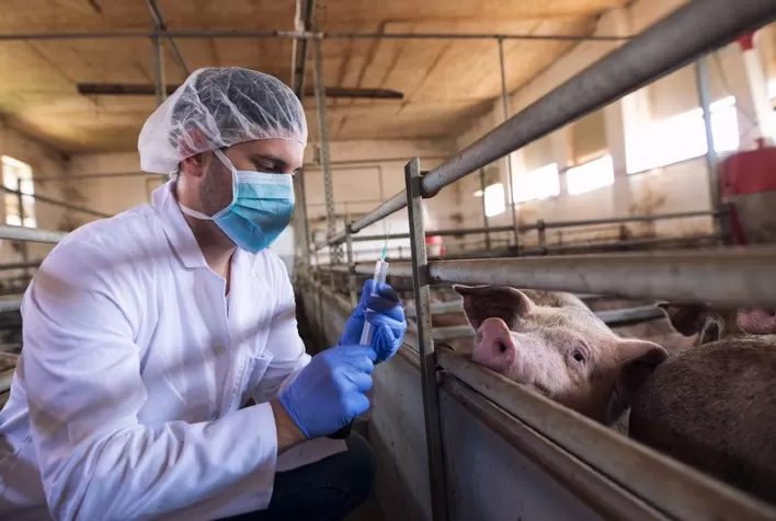 Microbiologia: aliada estratégica na saúde e produtividade da suinocultura