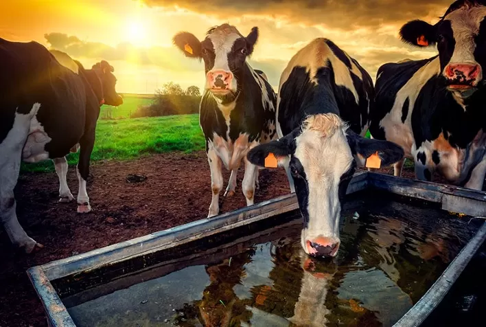 Epagri Lança Monitoramento de Estresse Térmico para Prevenir Perdas na Produção de Leite