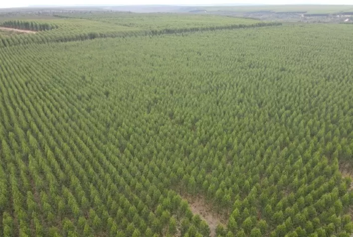 Minas Gerais Sedia o Fórum Forest Leaders para Discutir Siderurgia Verde