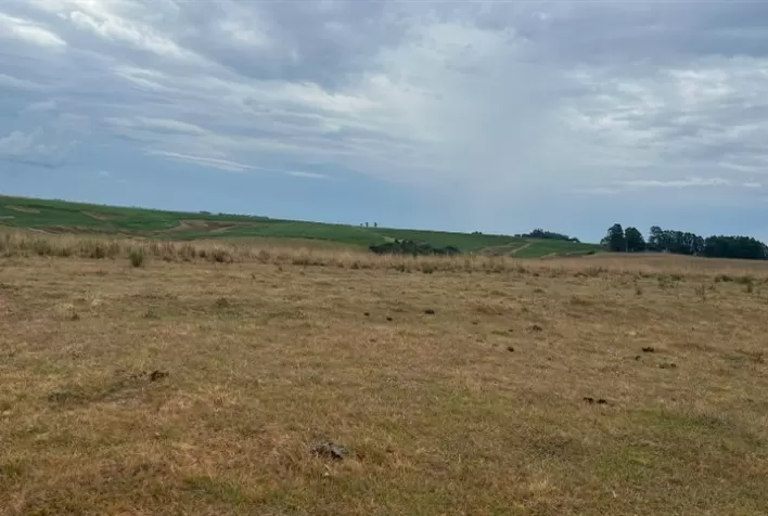 Estiagem no Rio Grande do Sul Compromete Mais da Metade da Safra