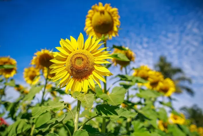 Estiagem compromete colheita de girassol no Rio Grande do Sul