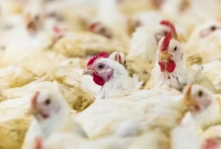 Preços do Frango: Contrastes nos Movimentos de Mercado ao Longo de Janeiro