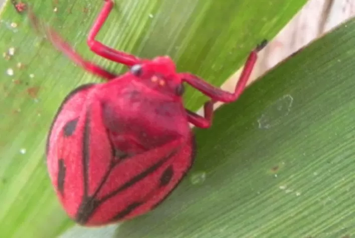 Pragas do Solo Ameaçam a Produtividade da Cana-de-Açúcar nos Principais Polos Agrícolas do Brasil