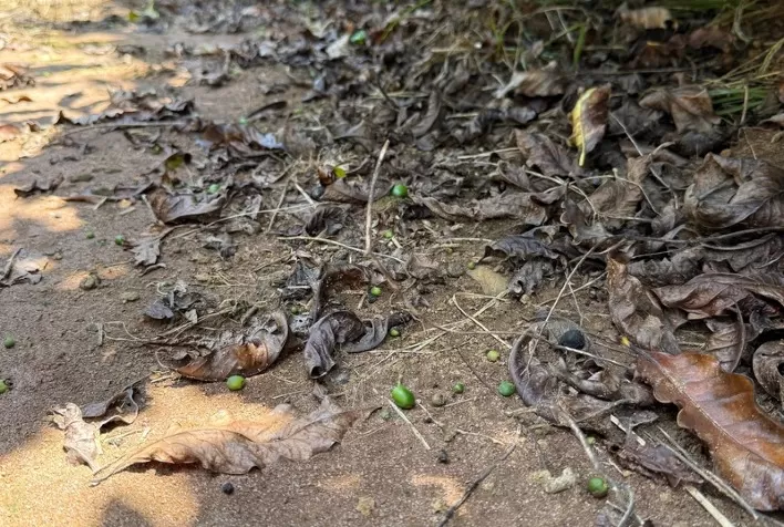 Impacto da Queda de Chumbinhos no Café Destaca a Importância do Manejo Durante a Seca de 2024