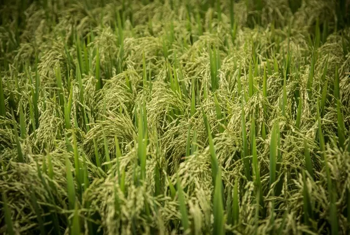 Safra de Arroz 2024/25: Qualidade e Abastecimento Assegurados