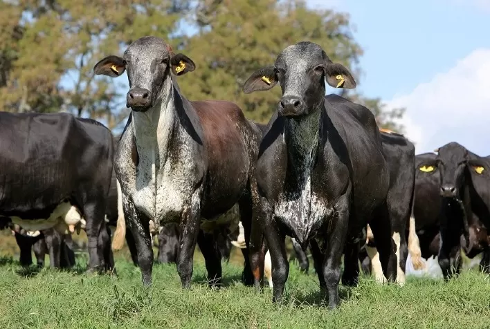 Raça Girolando Alcança Três Recordes Históricos de Registros de Animais